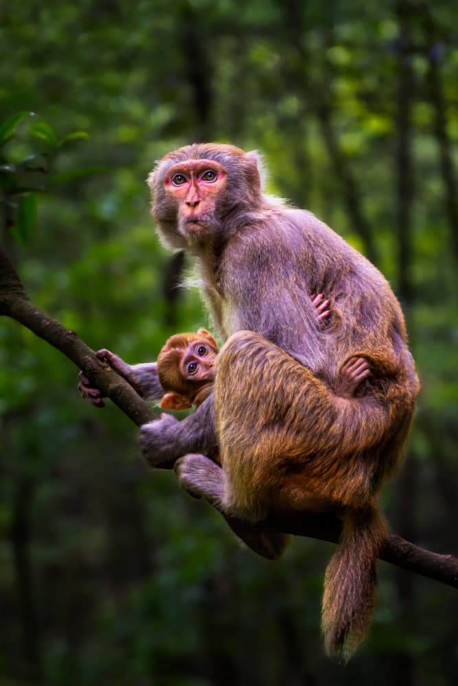 Curious Jungle Monkeys by Steven Zhou — canvas wall art