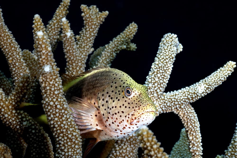 Spotted Fish In Coral by Serge Melesan — canvas wall art