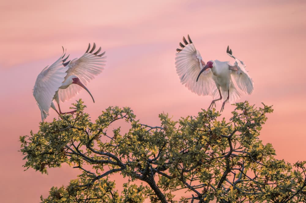 Ibises Pink Sky Landing by Qing Zhao — canvas wall art