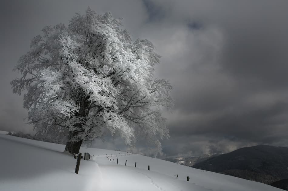 Frosted Winter Tree by Nicolas Schumacher — canvas wall art