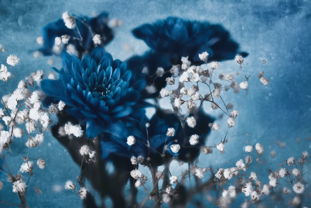 Blue Velvet Blooms by Mike Kreiten — canvas wall art