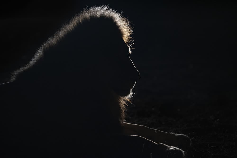 Majestic Lion Silhouette by Joan Gil Raga — canvas wall art