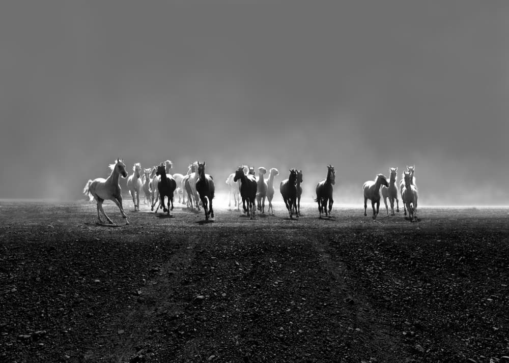 Wild Horses Galloping by Hsiao-Yang Fei — canvas wall art