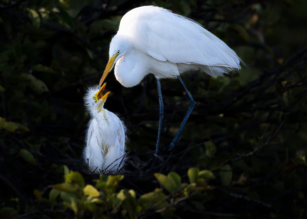 Egret Feeding Chick by Ti Wang — canvas wall art