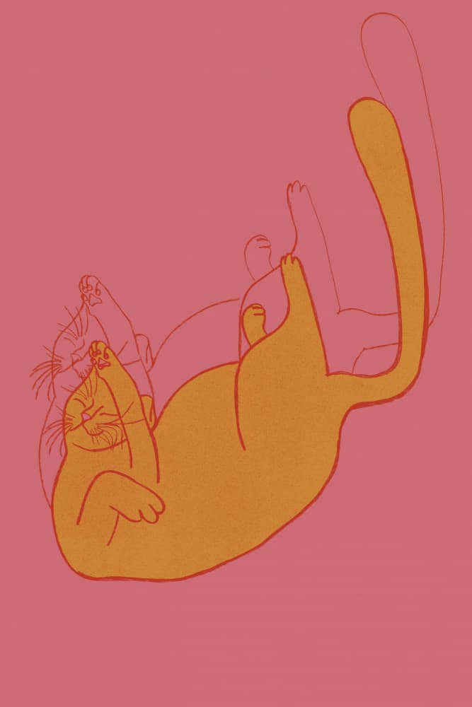 Pink Cat Nap by Mela Patterns — canvas wall art