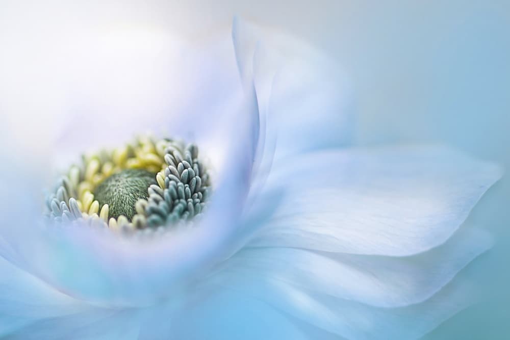 Soft Blue Flower by Jacky Parker — canvas wall art