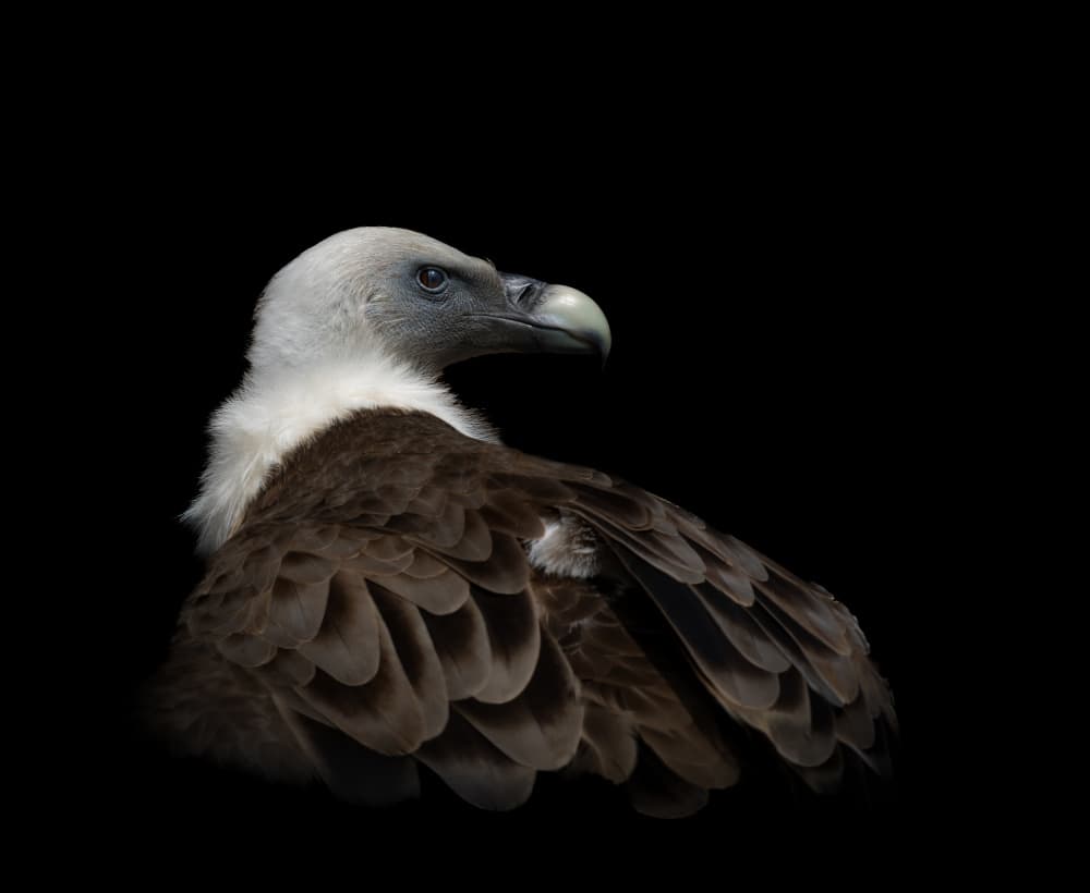 Griffon Vulture Portrait by Natascha Worseling — canvas wall art