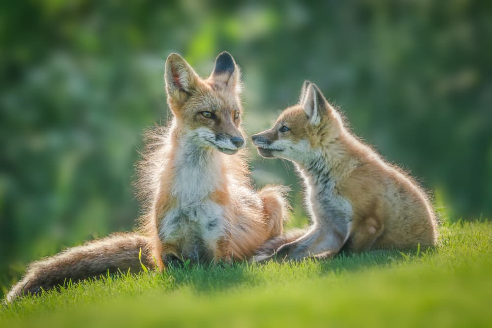 Fox and Cub by Catherine Lu — canvas wall art