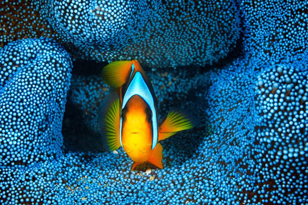 Clownfish Blue Anemone by Barathieu Gabriel — canvas wall art