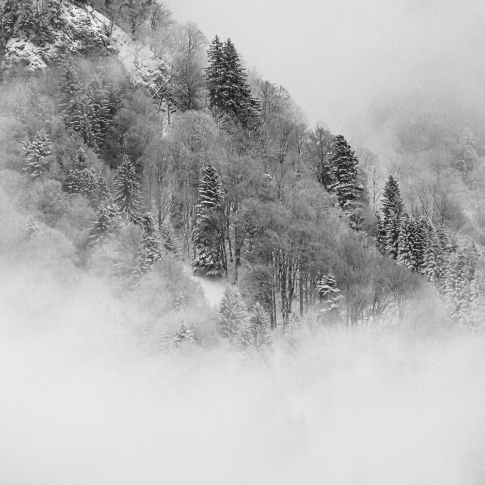 Misty Winter Forest by Renate Wasinger — canvas wall art