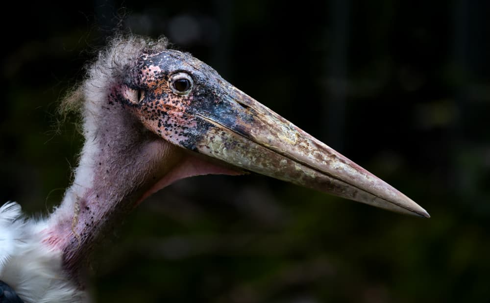 Marabou Stork Profile by Eric Mattheyses — canvas wall art