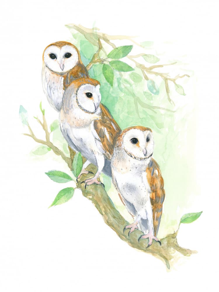 3 Barn Owls by Isabelle Brent — canvas wall art