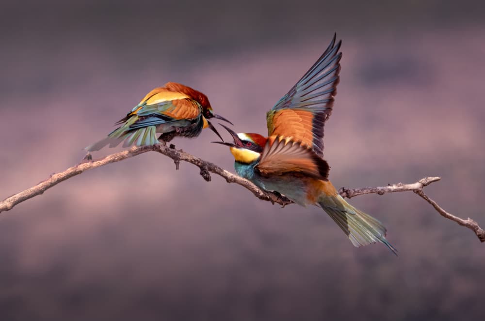 Colorful Bee-eaters Feeding by Dennis Zhang — canvas wall art