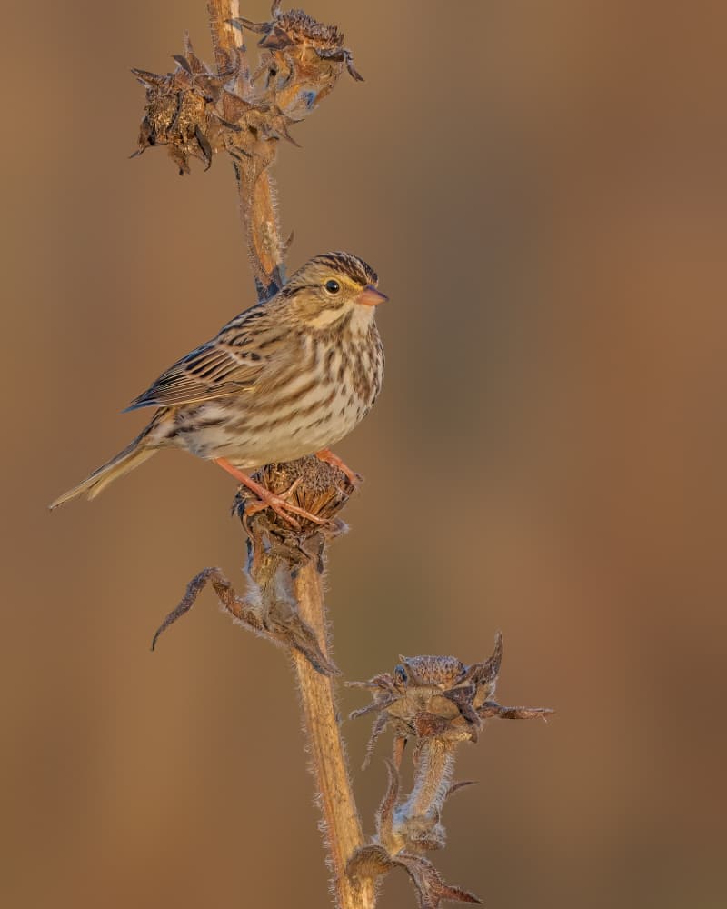 Golden Light Sparrow by Jacob (Jian) Xu — canvas wall art