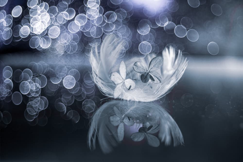 Ethereal Lucky Feather by Igor Kopcev — canvas wall art