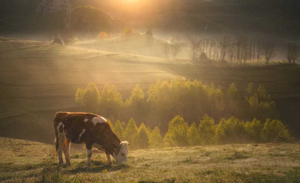 Serene Cow Sunrise by Andreea Selagea — canvas wall art