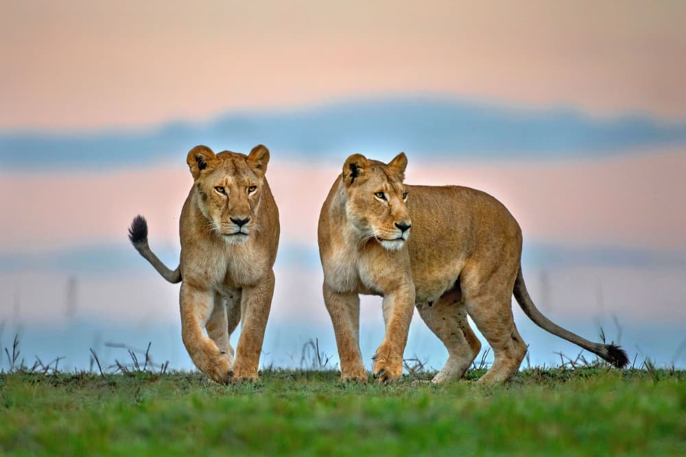 Twilight Lionesses by Xavier Ortega — canvas wall art