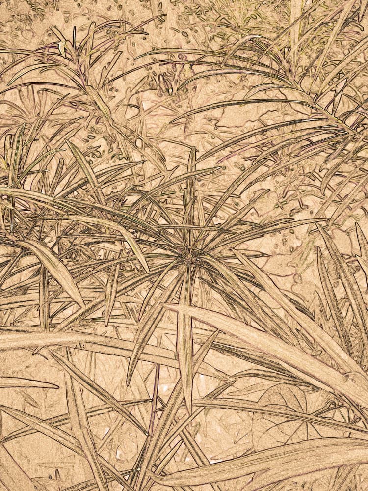 Sepia Plant Sketch by Santhosh ch — canvas wall art