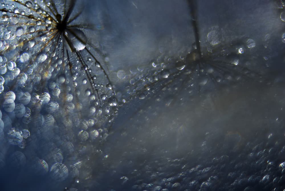 Dandelion Dew Drops by Heidi Westum — canvas wall art