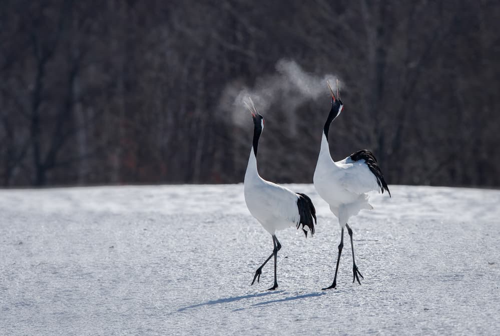 Cranes Calling in Winter by Jie Fischer — canvas wall art
