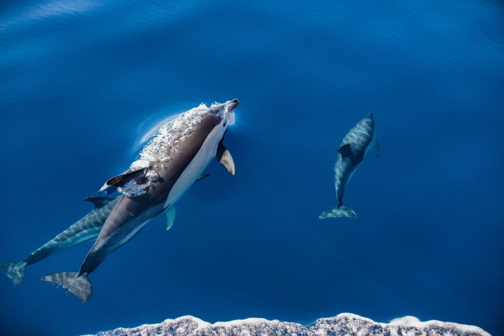 Dolphins Surfacing Blue Ocean by Luís Godinho — canvas wall art