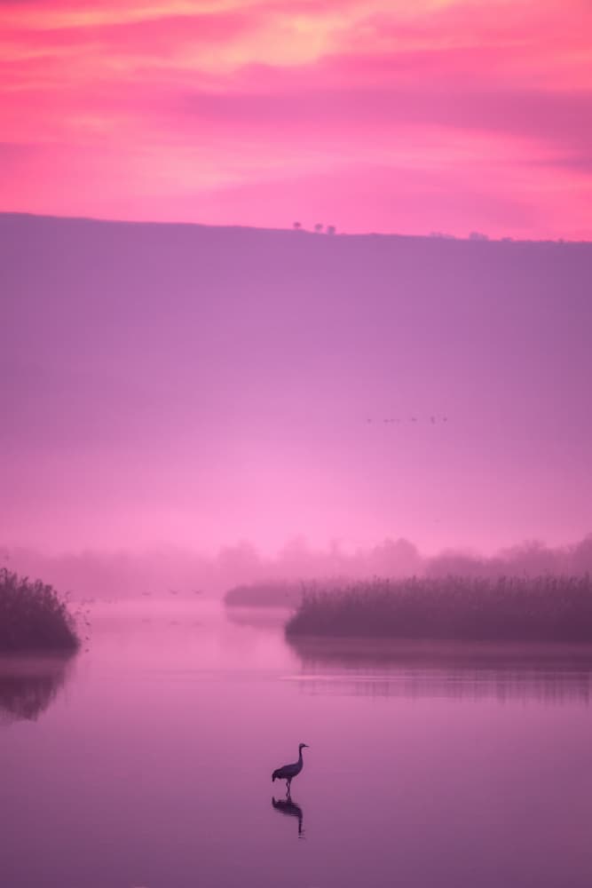 Pink Misty Crane by Arie Burla — canvas wall art