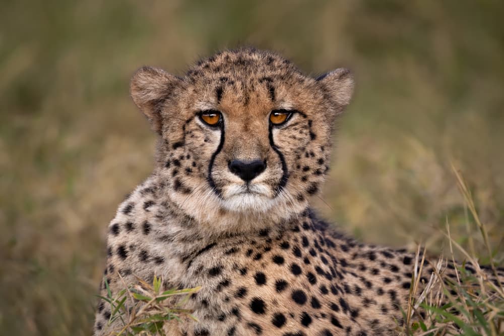 Young Cheetah's Gaze by Mark Strom — canvas wall art