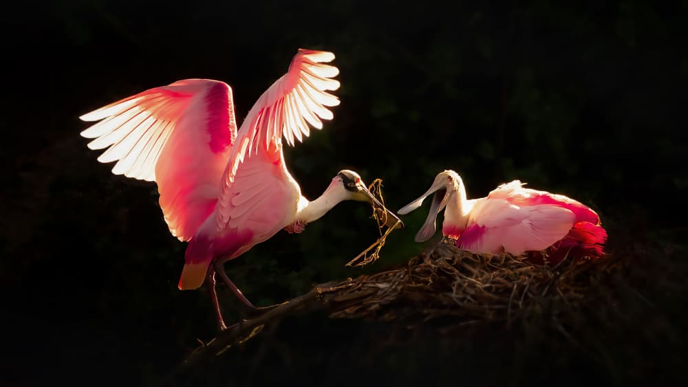 Pink Spoonbills Nesting by Yun Gong — canvas wall art