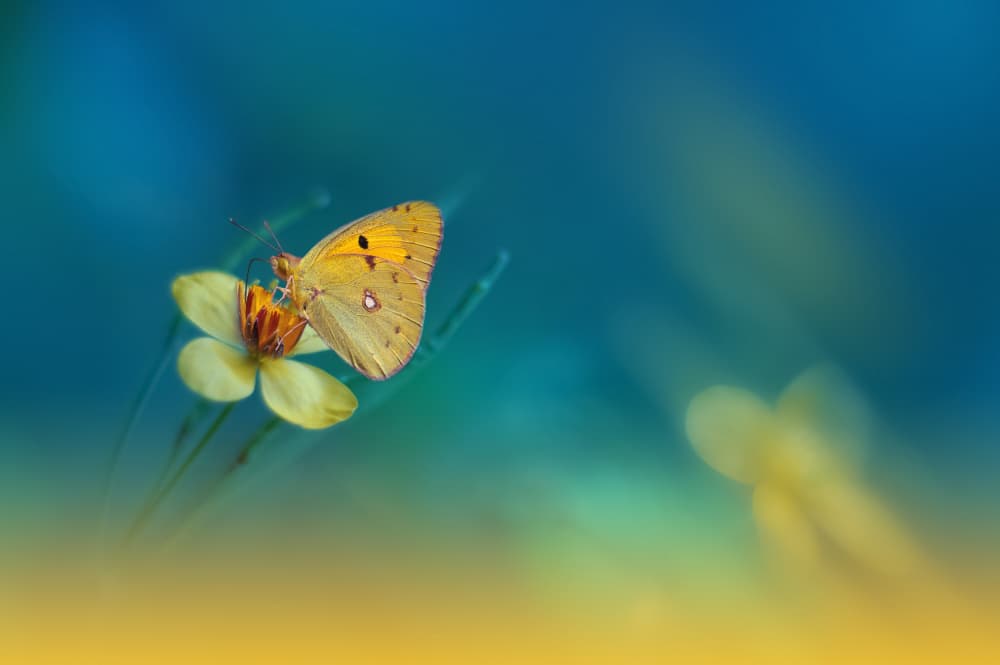 Vibrant Yellow Butterfly by Juliana Nan — canvas wall art