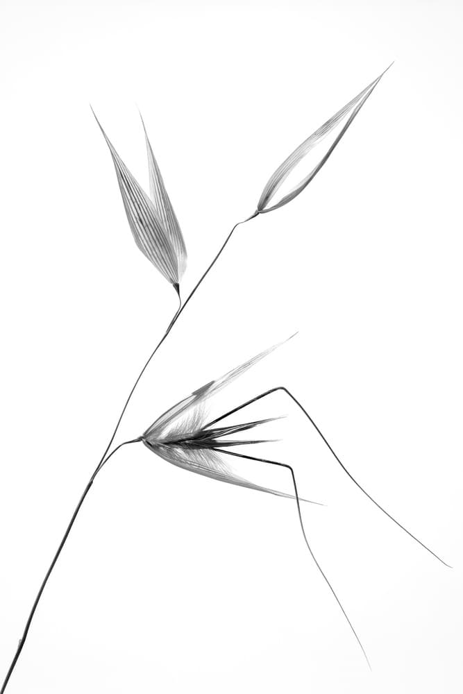Ethereal Botanical Forms by Thierry Lagandré (Transgressed Light) — canvas wall art