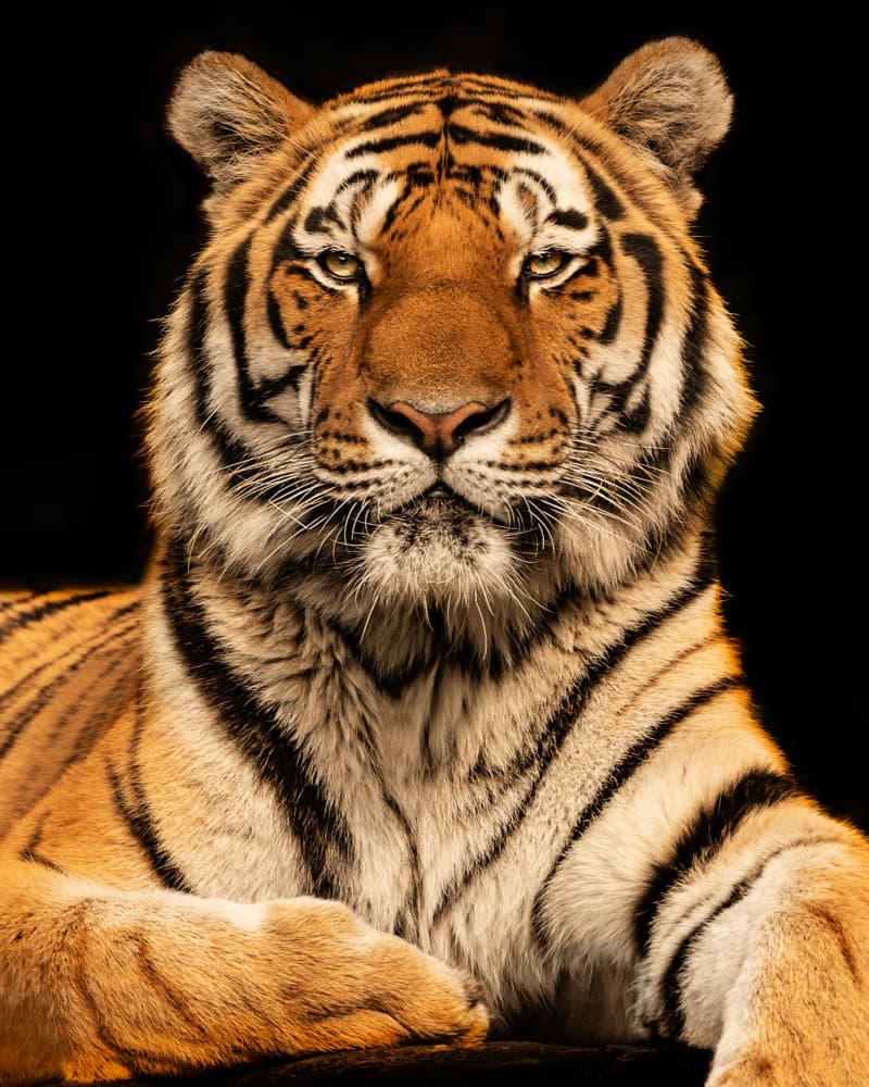 Majestic Tiger Portrait by Jörg Zimmermann — canvas wall art