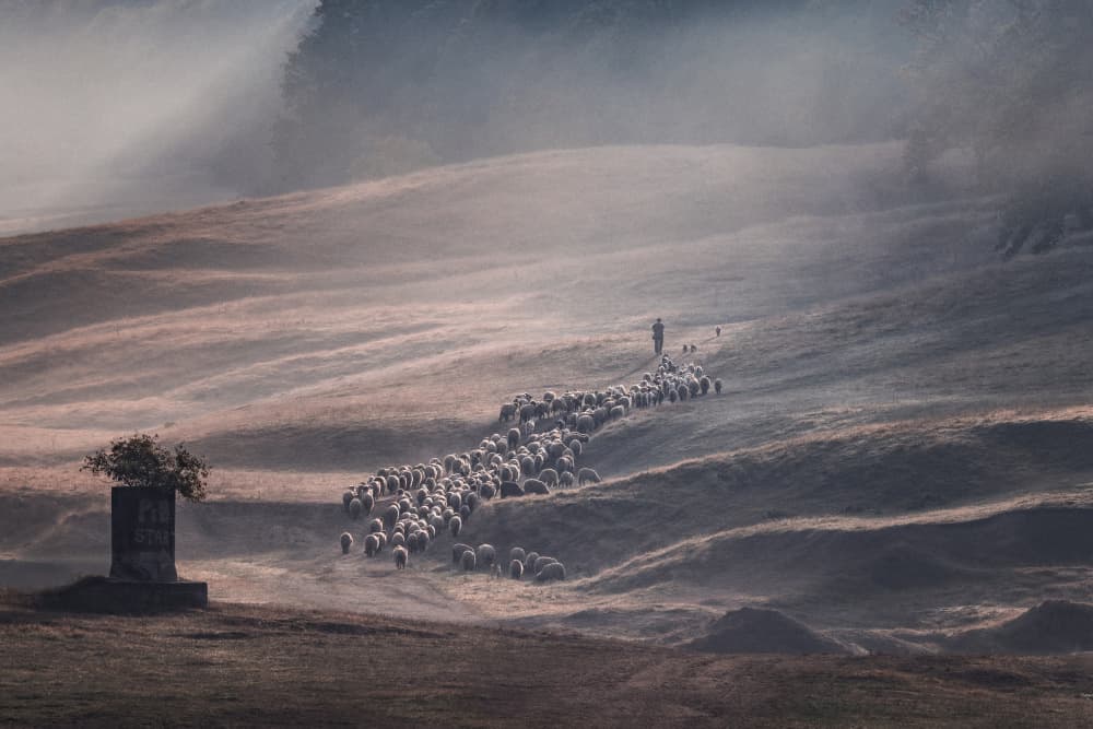 Misty Hillside Flock by Sebastian Prioteasa — canvas wall art