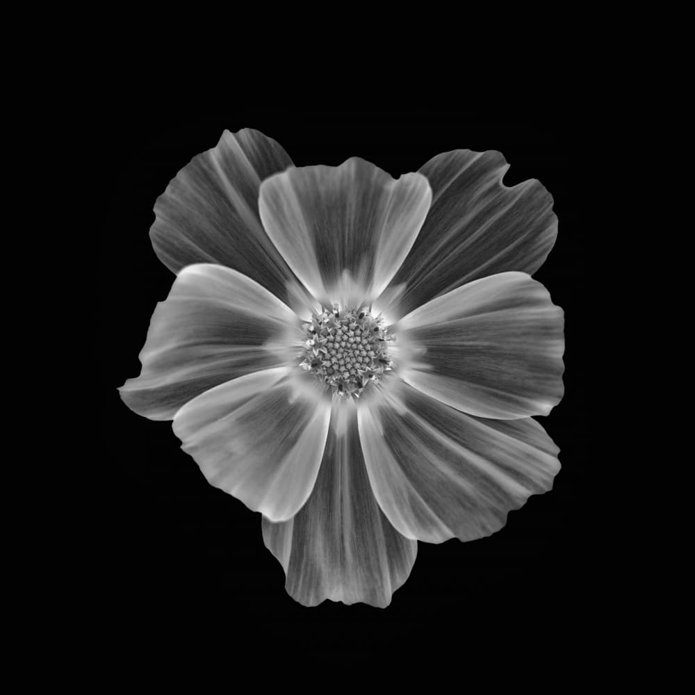 Soft Petal Bloom by Lotte Grønkjær — canvas wall art