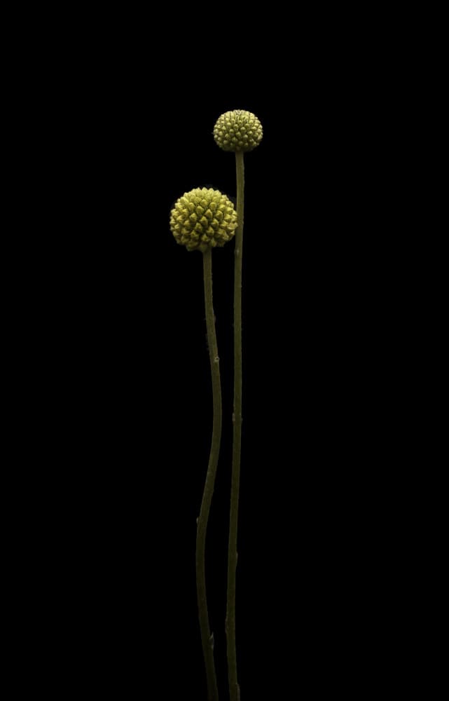 Green Botanical Stems by Lotte Grønkjær — canvas wall art