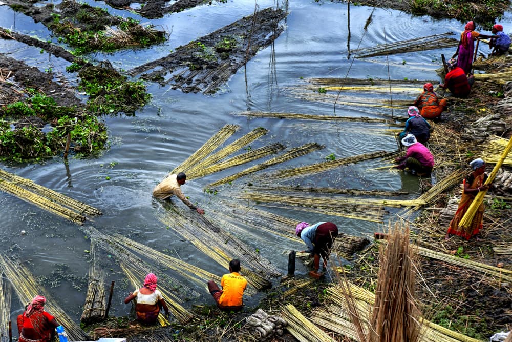 Jute Field Workers by Shaibal Nandi — canvas wall art