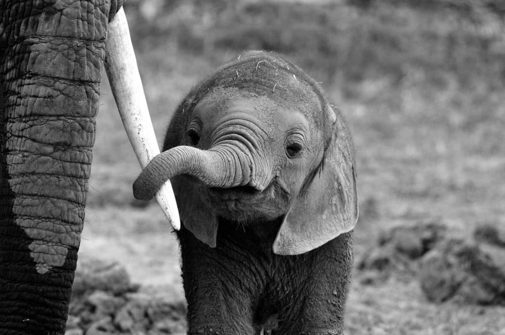 Curious Baby Elephant by Bjoern Alicke — canvas wall art
