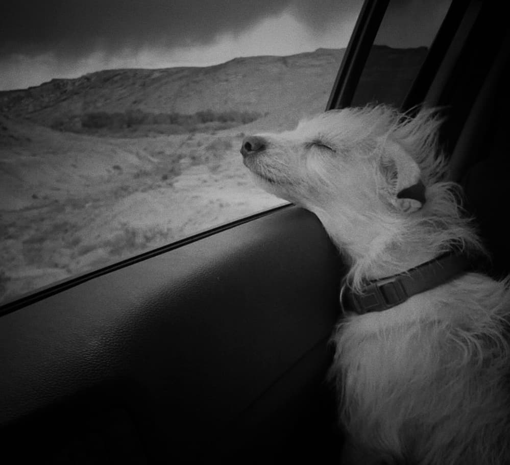 Happy Dog Journey by Roxana Labagnara — canvas wall art
