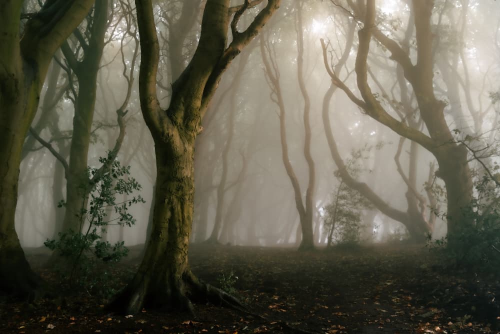 Mysterious Misty Forest by Francis Wilson — canvas wall art