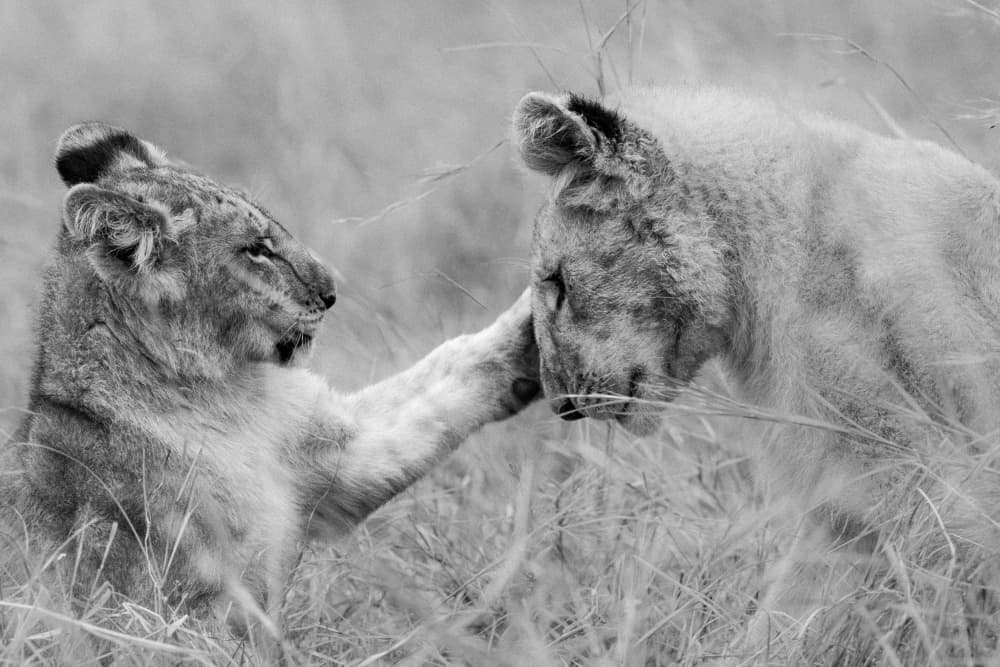 Playful Lion Cubs by Manish Nagpal — canvas wall art