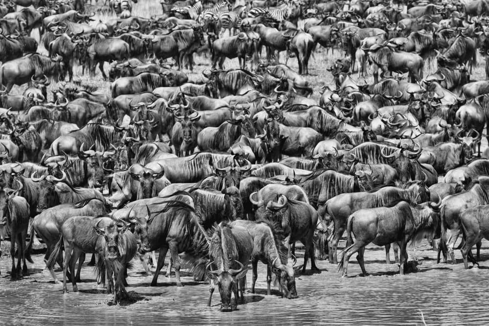 Great Migration Wildebeest by Alessandro Catta — canvas wall art
