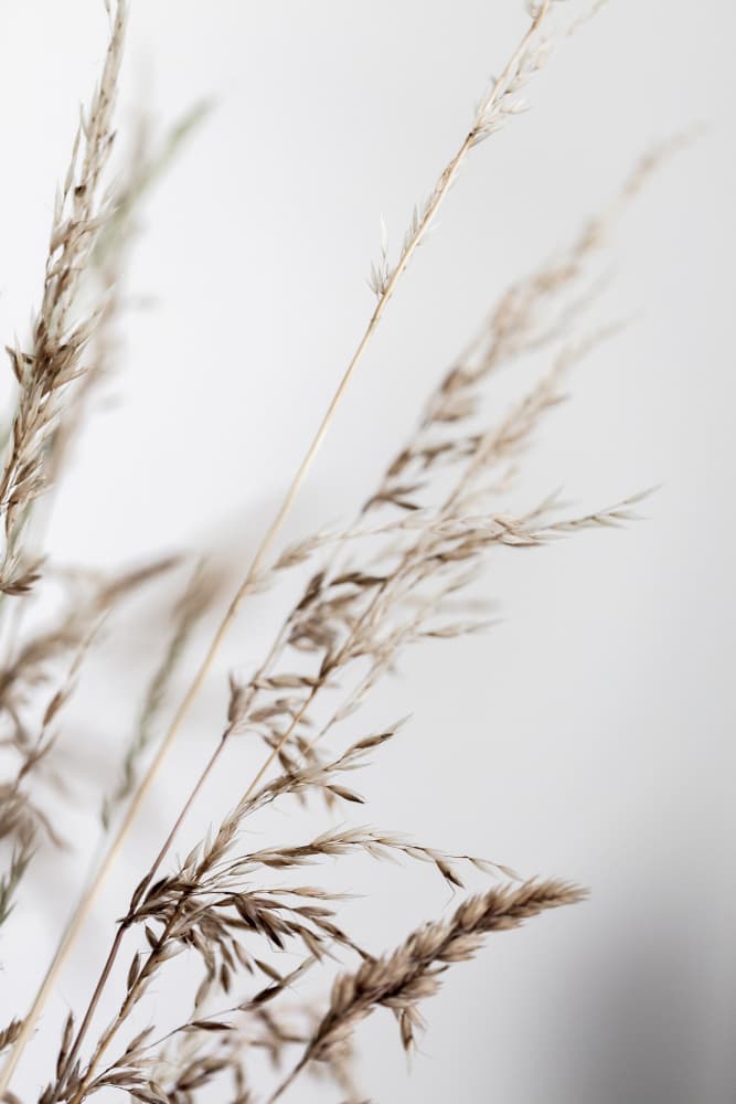 Summer Grass 2 by Mareike Böhmer — canvas wall art