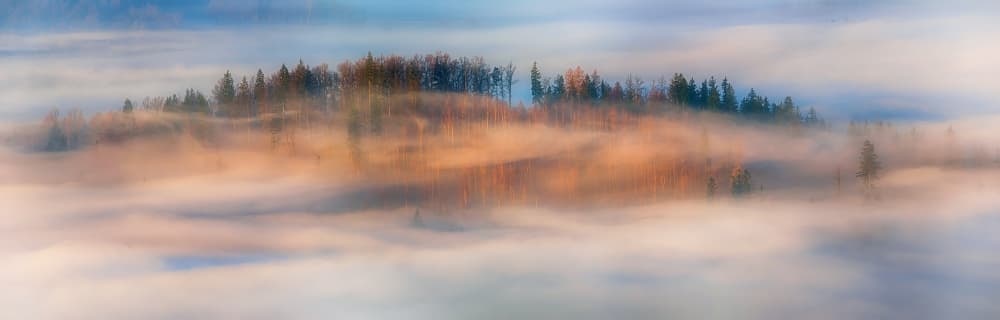 Golden Foggy Forest by Piotr Krol (Bax) — canvas wall art