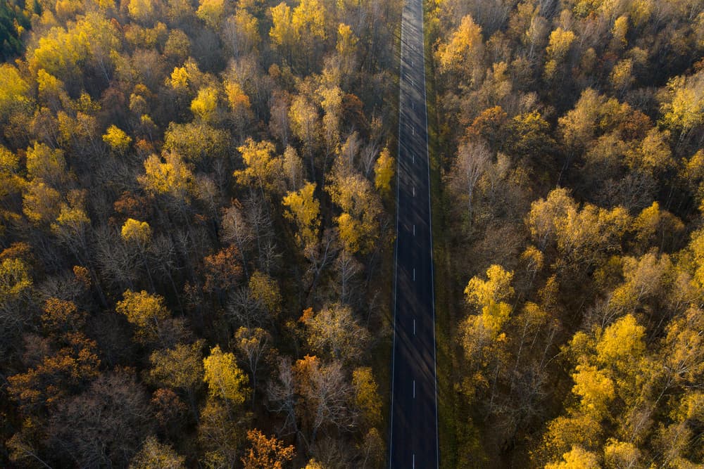 Autumn Forest Road by Dmitry Doronin — canvas wall art