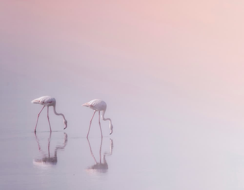 Pink Flamingos Wading by Ahmed Thabet — canvas wall art