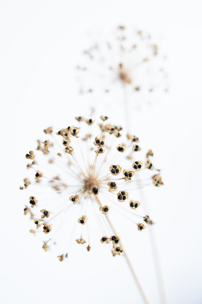 Delicate Minimalist Seeds by Pictufy Studio III — canvas wall art