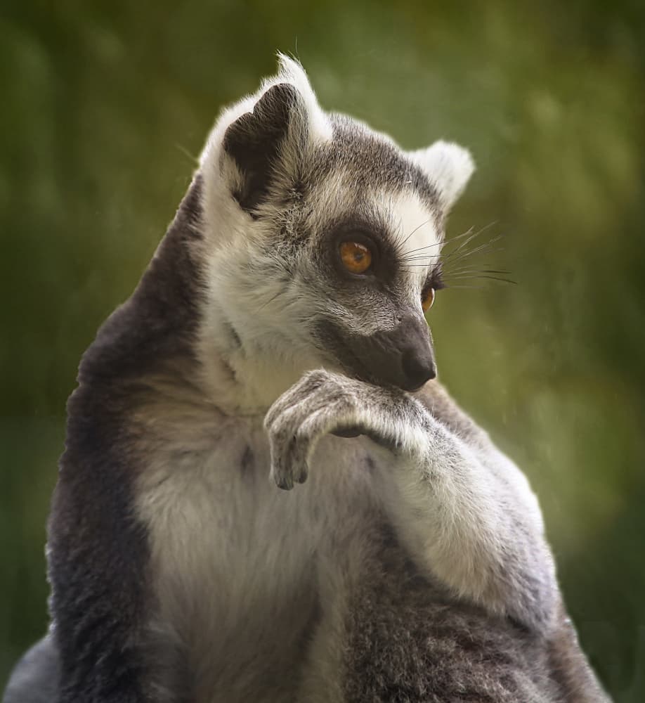 Thoughtful Ring-Tailed Lemur by Anna Cseresnjes — canvas wall art