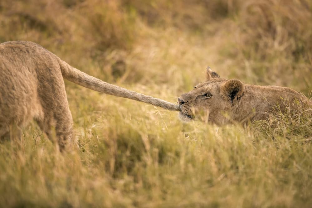 Playful Lion Cubs by Faisal ALnomas — canvas wall art