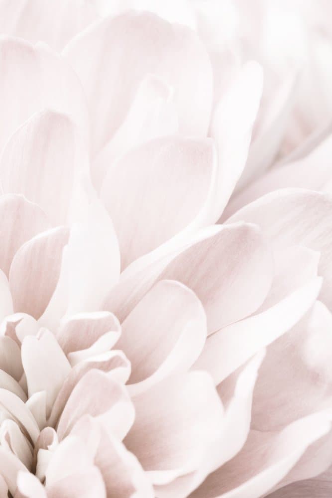Soft Blush Petals by Pictufy Studio III — canvas wall art