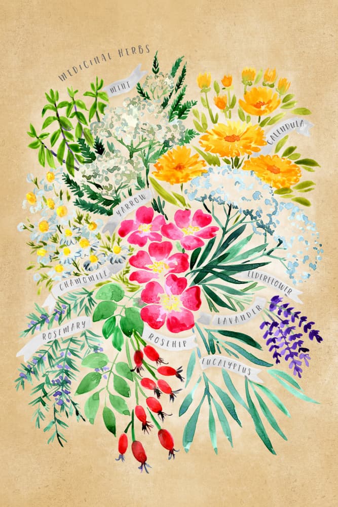 Natural Medicinal Herbs by Rosana Laiz Blursbyai — canvas wall art