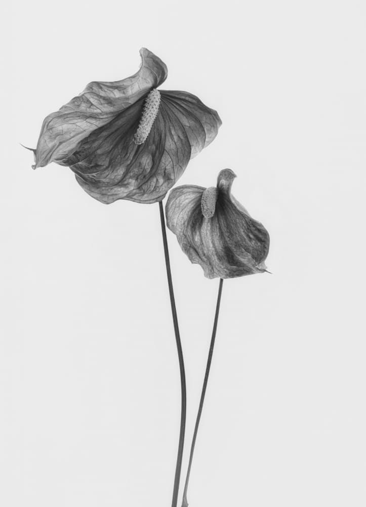 Elegant Anthurium Blooms by Lotte Grønkjær — canvas wall art